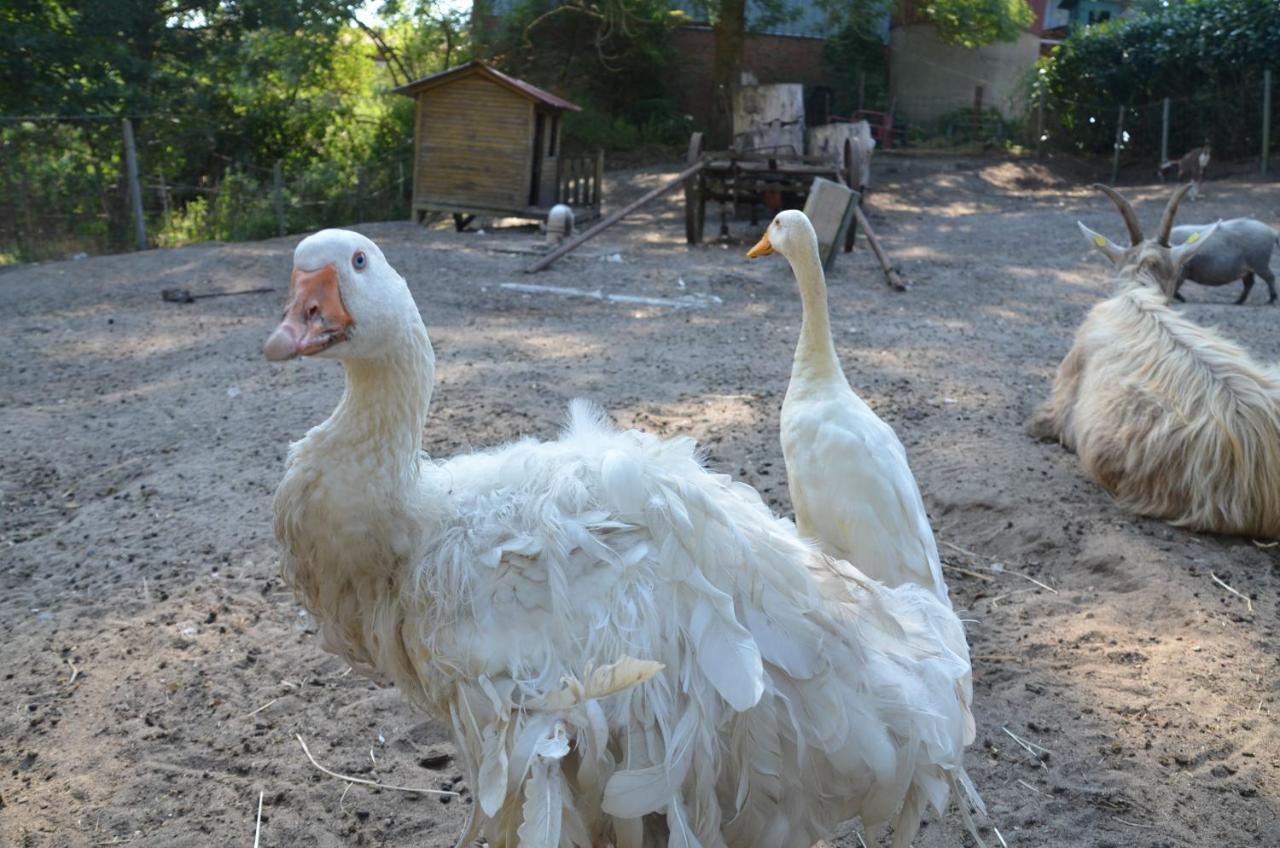 Ferienhof-Stoerwiese Arpsdorf Dış mekan fotoğraf